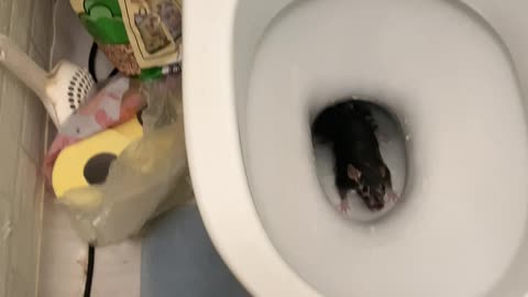 Scurrying Surprise Found in Toilet