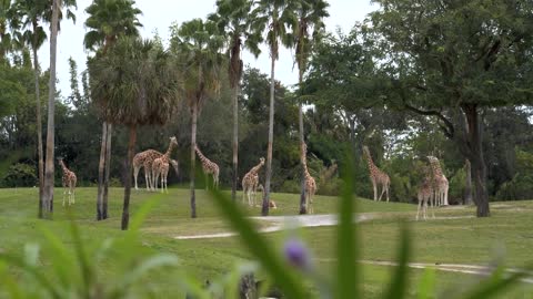 Giraffes Eating, Zebras, Wildlife at Zoo, Slow Motion