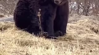 The largest grizzly bear of all time.