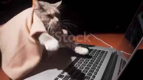 Cat frantically buys or sells bitcoin stocks front view❤️