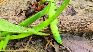 Red ants carry away a dead green caterpillar.
