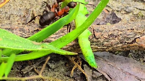 Red ants carry away a dead green caterpillar.