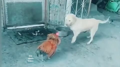 Rooster Gets Territorial & Fights Dog