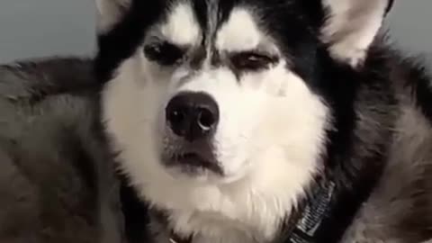 Best funny dog video