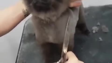 Dancing Dog Getting a Haircut | CUTE Must Watch !!!