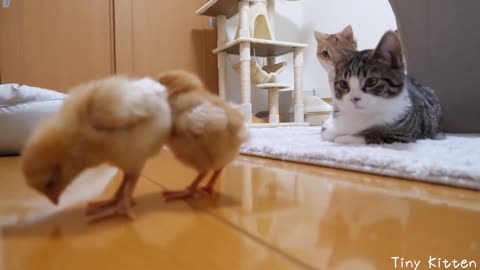 Daily life of kittens and tiny chicks
