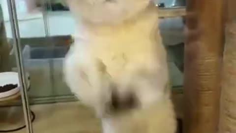 The Ultimate Viral Cat Video