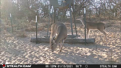 Game Cam 1-22 to 23-2022