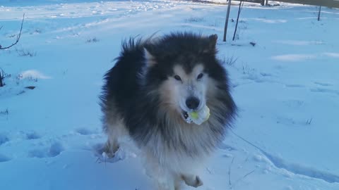Footage Of A Dog Holding A Ball In The Snow