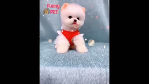 Mini Squirrel Dog Funny and Cute Pomeranian Videos