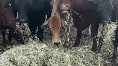 4 April 2022 NSW Australia Floods feeding hungry cows