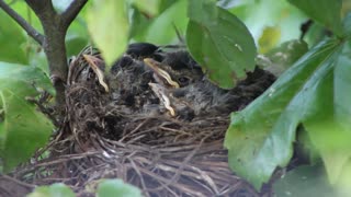 New-born birds