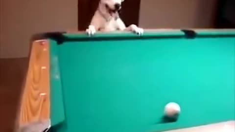Smart Dog Playing Pool