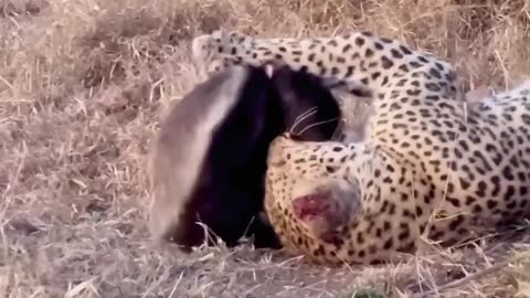 Leopard attack on Krugal