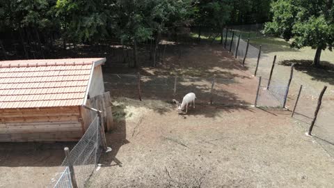 Beli Jelen - Park dečije radosti