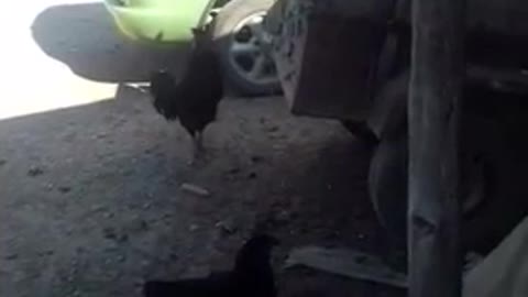 Music-loving rooster sings his heart out