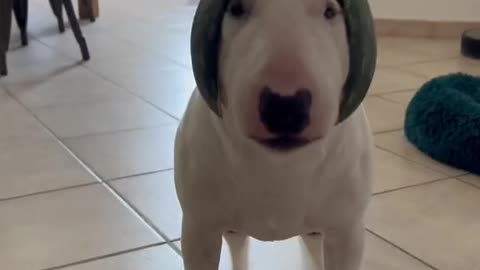 Dog Amazing video | Watermelon helmet