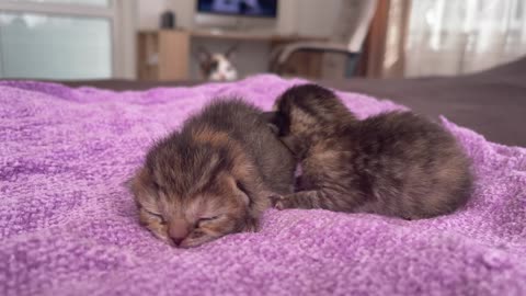 Newborn Kittens with Mom!!!