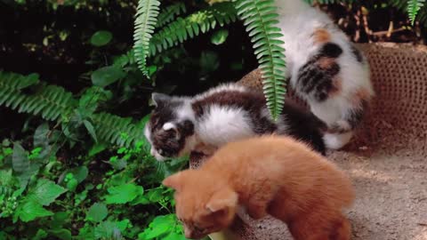 The baby cats in the garden under the fresh and lovely wind and sunshine