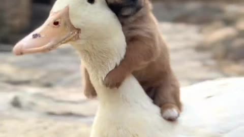 Dog seeks mother duck to keep warm in cold weather