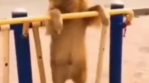 dog swinging on a swing