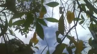 Filmando o ipê de jardim amarelo, mostrando as flores, o céu e as nuvens [Nature & Animals]