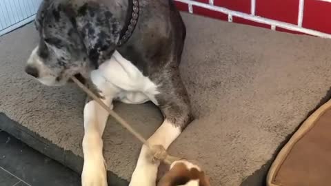 Ambitious puppy challenges much bigger dog to game of tug-of-war