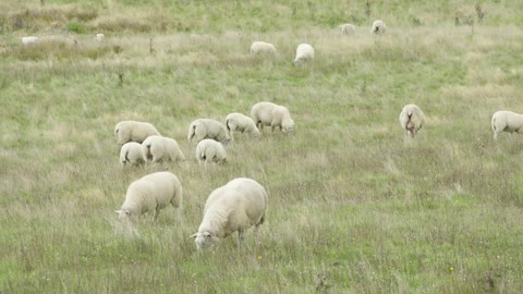 A herd of sheep eats in a field of tall grass