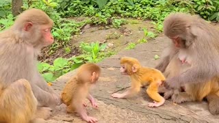 Mother monkey and baby were beaten twice by old monkey