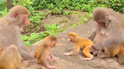 Mother monkey and baby were beaten twice by old monkey