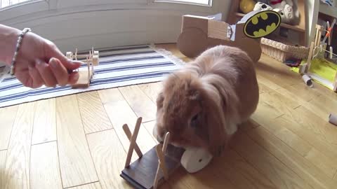 When your bunny learns to lift dumbbells