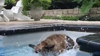 German shepard fighting water pool