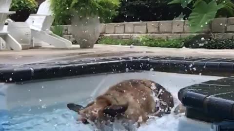 German shepard fighting water pool