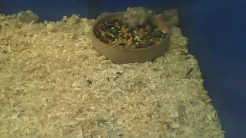 Russian dwarf hamster eating inside of the bowl, there's a lot of food! [Nature & Animals]
