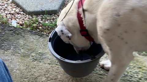 The hanging dog basket