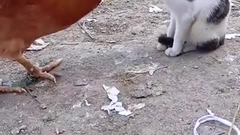 Funny cat video