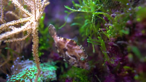 Tropical fish close-up shallow depth of field