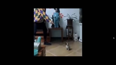 Cute Funny Dogs Video