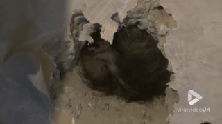 Raccoon rescue in building