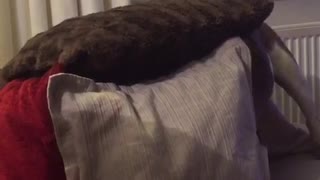 Dog hiding itself under pillows
