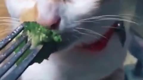 Funny cat reaction of the food😂