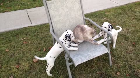 Puppies pick on extremely tolerant cat