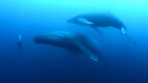 Awesome dive with these magnificent whale whales