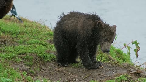 A brown bear cub eats its prey in the wild