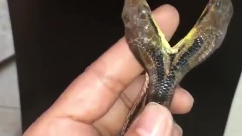 snake was born with two heads