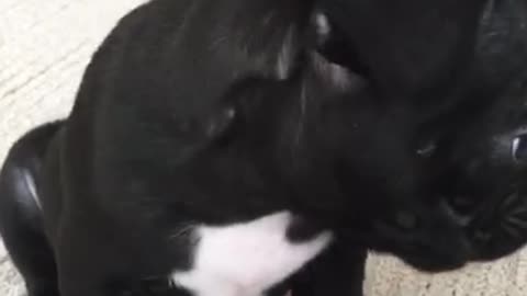 Black french bulldog puppy licks lips on carpet