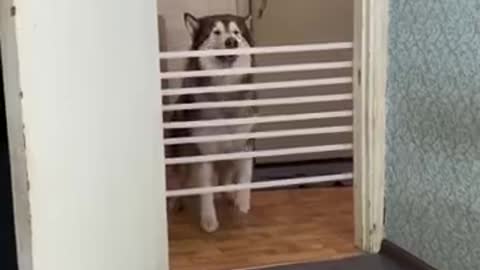 Alaskan Malamute. Dog jumping over an obstacle #dog #ShortsDog #AlaskanMalamute