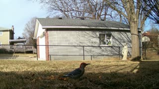 Neighborhood red-bellied woodpecker