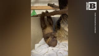 Baby Sloth's Adorable Upside-Down Eating Steals Hearts of Cincinnati Zoo Staff
