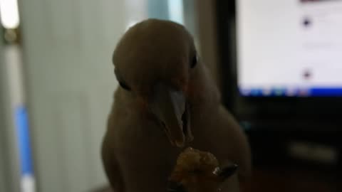 Banana time for Gizmo the cockatoo